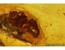 Action! Ant Formicidae Camponotus mengei with Parasitic Worms Nematoda. Fossil insects in Baltic amber #11332