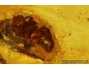 Action! Ant Formicidae Camponotus mengei with Parasitic Worms Nematoda! Fossil insects in Baltic amber #11332