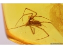 Nice Spider Araneae: Linyphiidae. Fossil inclusion Baltic amber #11339