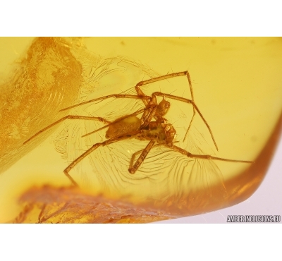 Nice Spider Araneae: Linyphiidae. Fossil inclusion Baltic amber #11339
