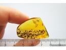 Nice Spider Araneae: Linyphiidae. Fossil inclusion Baltic amber #11339