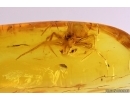 Nice Spider Araneae. Fossil inclusion Baltic amber #11341