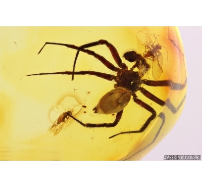 Disc web spider Oecobiidae Mizalia and More. Fossil inclusions Baltic amber #11345