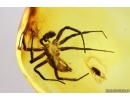 Disc web spider Oecobiidae Mizalia and More. Fossil inclusions Baltic amber #11345