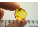 Disc web spider Oecobiidae Mizalia and More. Fossil inclusions Baltic amber #11345
