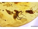 Spider Araneae and Plants. Fossil inclusions Baltic amber #11347
