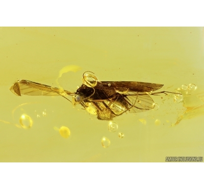 Nice Caddisfly Trichoptera. Fossil insect in Baltic amber #11348
