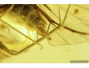 Nice Caddisfly Trichoptera. Fossil insect in Baltic amber #11348