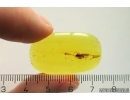 Nice Caddisfly Trichoptera. Fossil insect in Baltic amber #11348