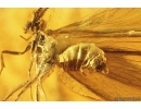 Rare Caddisfly Trichoptera. Fossil insect in Baltic amber #11349