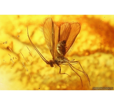 Rare Caddisfly Trichoptera. Fossil insect in Baltic amber #11349
