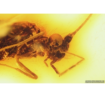 Rare Caddisfly Trichoptera Odontoceridae. Fossil insect in Baltic amber #11350