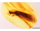 Rare Caddisfly Trichoptera Odontoceridae. Fossil insect in Baltic amber #11350