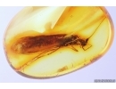 Rare Caddisfly Trichoptera Odontoceridae. Fossil insect in Baltic amber #11350