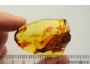 Big 30mm Wood fragment and Wasp. Fossil inclusions in Baltic amber stone #11351