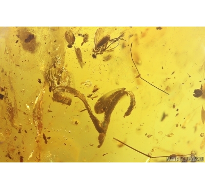 Nice Leaf and More. Fossil inclusions in Baltic amber stone #11353