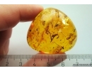 Nice Leaf and More. Fossil inclusions in Baltic amber stone #11353