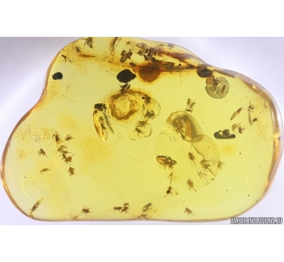 Many Aphids Aphididae. Fossil insects in Baltic amber #11354