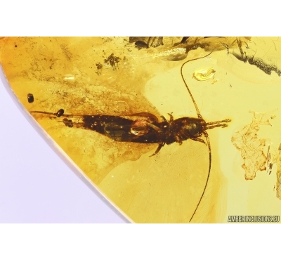 Bristletail Machilidae with Coprolites. Fossil inclusions in Baltic amber #11355