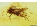 Caddisfly Trichoptera and Psocid Psocoptera. Fossil inclusions in Baltic amber #11356