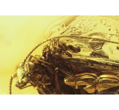 Caddisfly Trichoptera and Psocid Psocoptera. Fossil inclusions in Baltic amber #11356