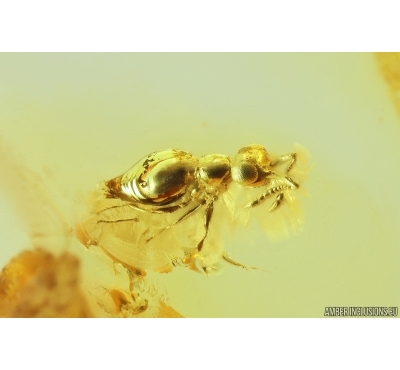 Wingless Wasp Hymenoptera and More. Fossil insects in Baltic amber #11357