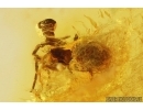 Wingless Wasp Hymenoptera and More. Fossil insects in Baltic amber #11357