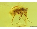 Nice Long-legged fly Dolichopodidae. Fossil Inclusion in Baltic amber #11358