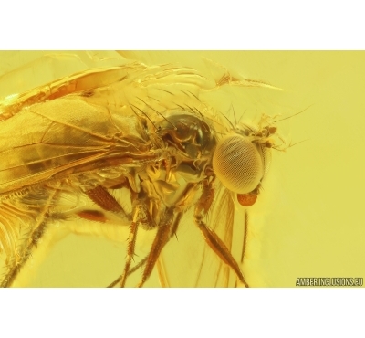 Nice Long-legged fly Dolichopodidae. Fossil Inclusion in Baltic amber #11358