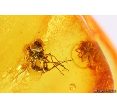 Nice Long-legged fly Dolichopodidae and Spider Araneae. Fossil Inclusions in Baltic amber #11359