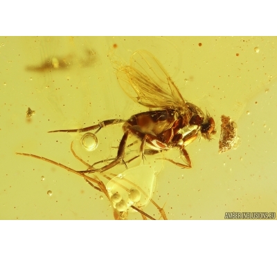 Scuttle Flies Phoridae. Fossil insects in Baltic amber stone #11360