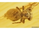 Nice Jumping Spider Salticidae. Fossil inclusion in Baltic amber #11361