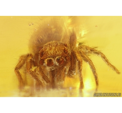 Nice Jumping Spider Salticidae. Fossil inclusion in Baltic amber #11362