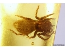 Nice Jumping Spider Salticidae. Fossil inclusion in Baltic amber #11362