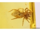 Nice Jumping Spider Salticidae. Fossil inclusion in Baltic amber #11362