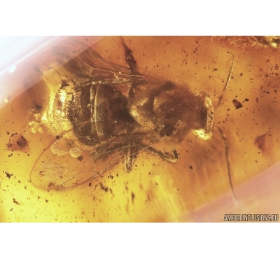 Very nice 11mm Rare Honey Bee Apoidea. Fossil insect in Baltic amber #11363