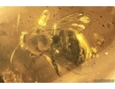 Very nice 11mm Rare Honey Bee Apoidea. Fossil insect in Baltic amber #11363