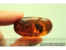 Very nice 11mm Rare Honey Bee Apoidea. Fossil insect in Baltic amber #11363