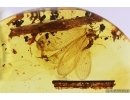 Lacewing Neuroptera Nevrothidae Rophalis. Fossil insect in Baltic amber #11366