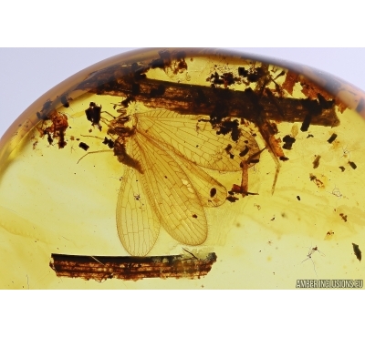 Lacewing Neuroptera Nevrothidae Rophalis. Fossil insect in Baltic amber #11366