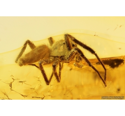 Jumping Spider Salticidae. Fossil inclusion in Baltic amber #11367