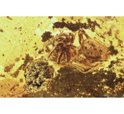 Spider, Big plant, Water Bubble and More. Fossil inclussions in Ukrainian Rovno amber #11368R