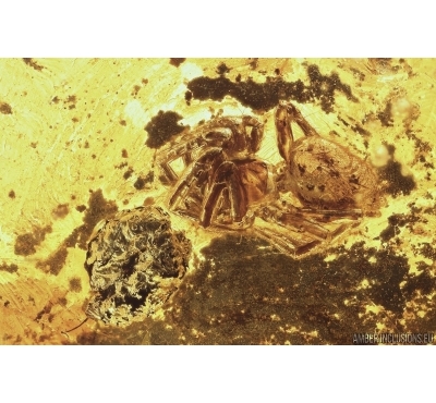 Spider, Big 31mm plant, Water Bubble, Bristletail and Fruit! Fossil inclussions in Ukrainian Rovno amber #11368R