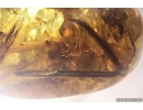 Spider, Big 31mm plant, Water Bubble, Bristletail and Fruit! Fossil inclussions in Ukrainian Rovno amber #11368R