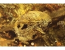 Spider, Big 31mm plant, Water Bubble, Bristletail and Fruit! Fossil inclussions in Ukrainian Rovno amber #11368R