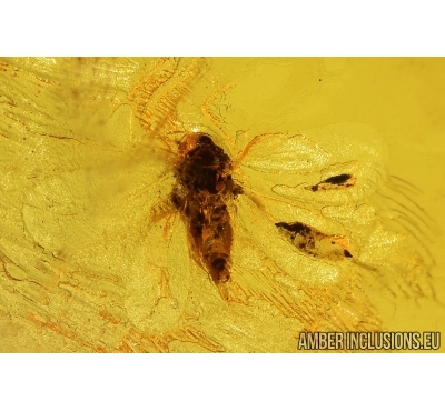 Whitefly Aleyrodidae. Fossil insect in Baltic amber #11369