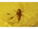 Whitefly Aleyrodidae. Fossil insect in Baltic amber #11369