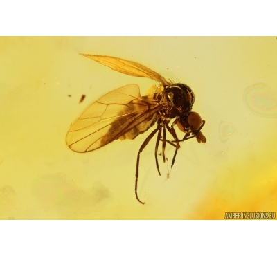 Hybotidae, Dance Fly. Fossil insect in Baltic amber #11372