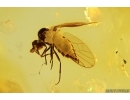 Hybotidae, Dance Fly. Fossil insect in Baltic amber #11372