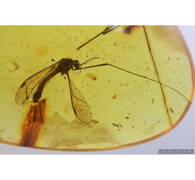 Very nice Big 21mm Crane fly Tipulidae. Fossil inclusion in Ukrainian Rovno amber stone #11373R